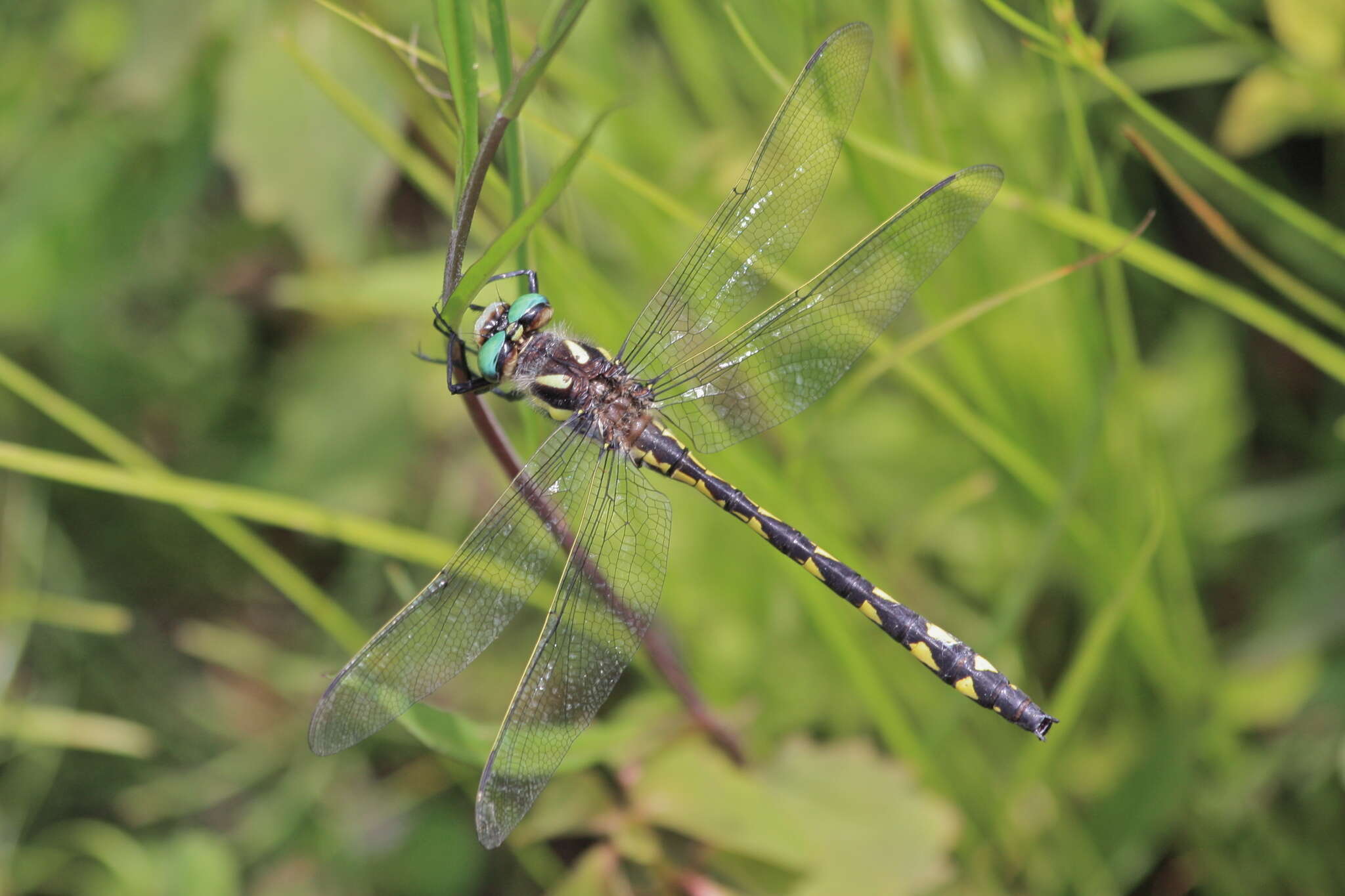 Image of Delta-spotted Spiketail