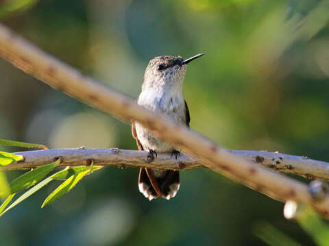 Image of Red-billed Streamertail