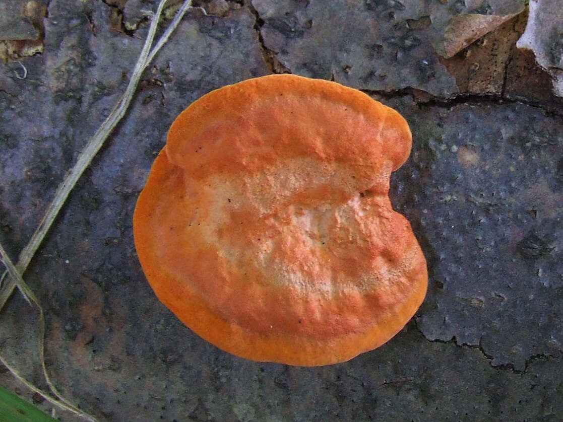 Image of Pycnoporus cinnabarinus (Jacq.) P. Karst. 1881