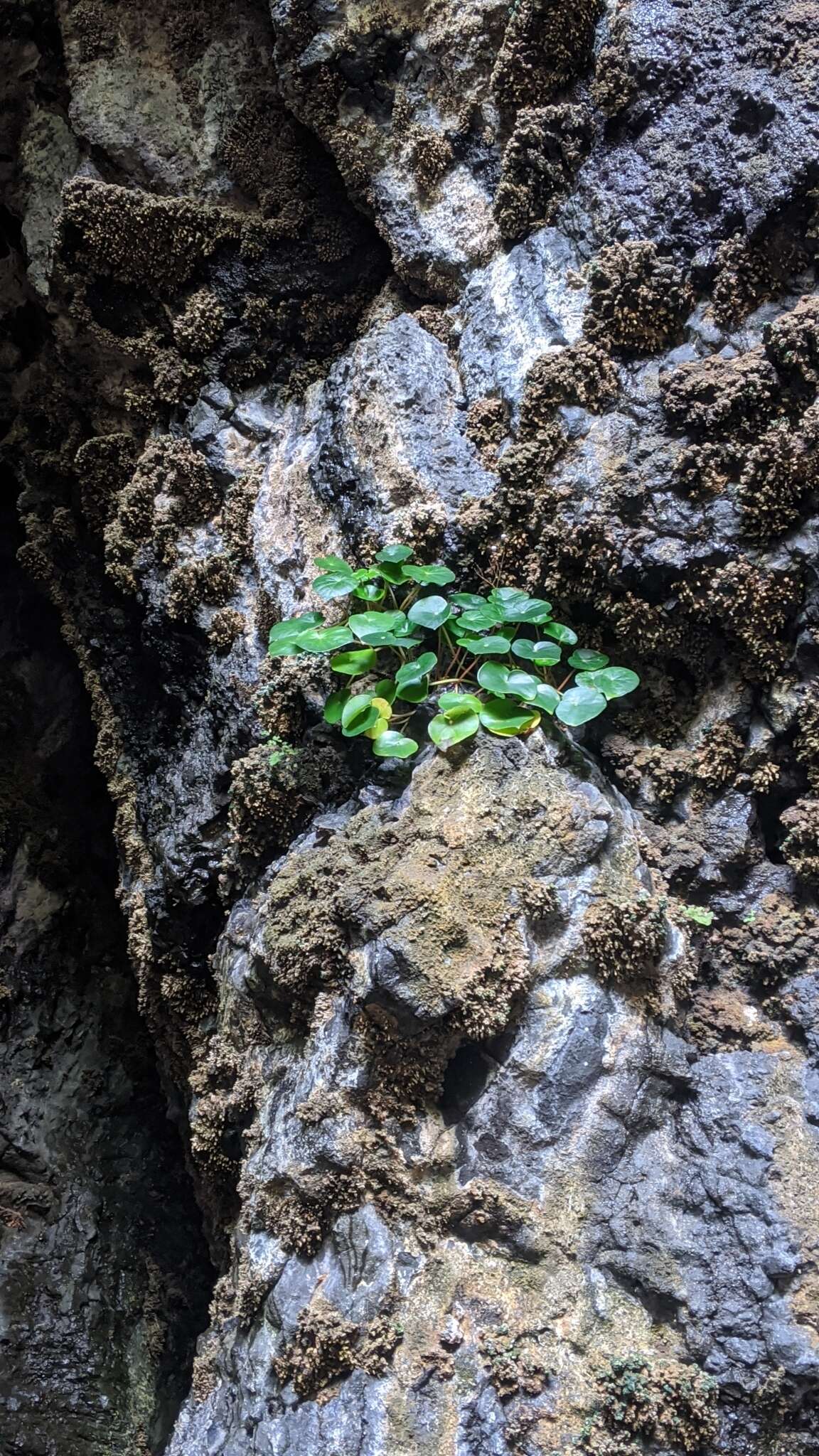 Слика од Begonia fenicis Merr.