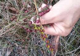 Image of sweet boronia