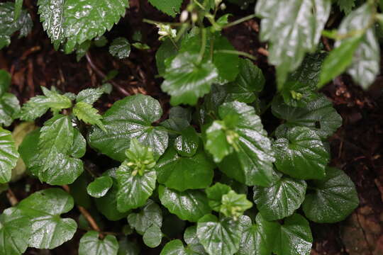 Sivun Cardamine circaeoides Hook. fil. & Thomson kuva