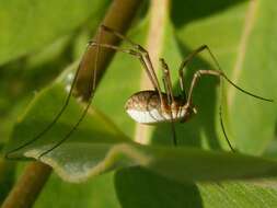 Image of Daddy longleg