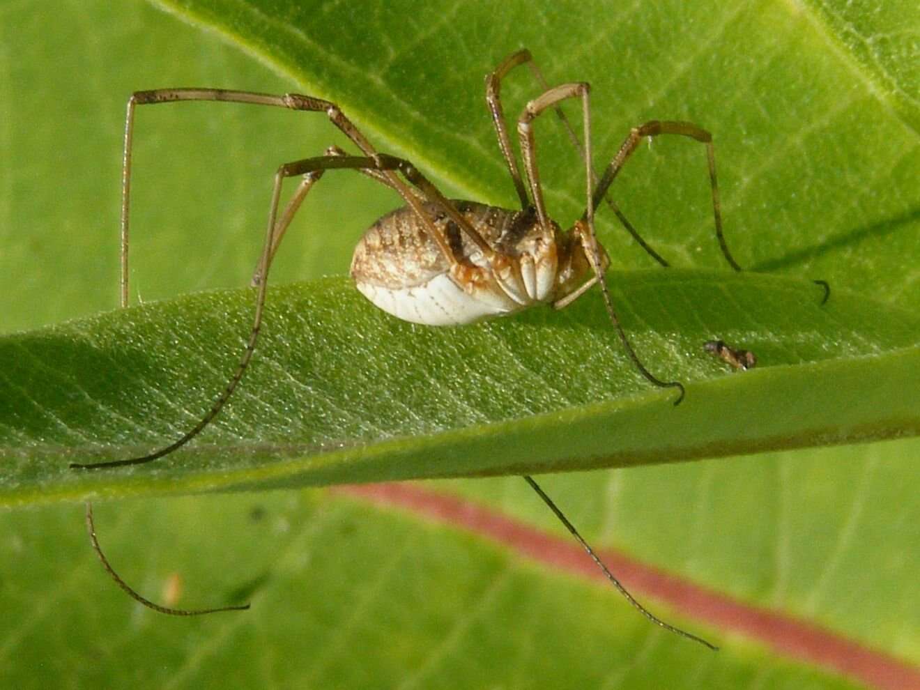 Image of Daddy longleg