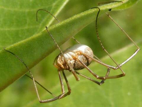 Image of Daddy longleg