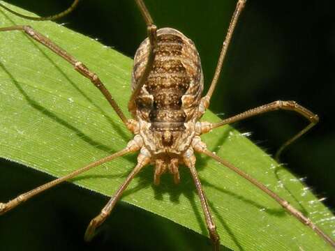 Image of Daddy longleg