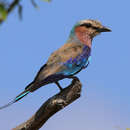 Image of Coracias caudatus caudatus Linnaeus 1766