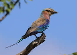 Image of Coracias caudatus caudatus Linnaeus 1766