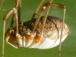 Image of Daddy longleg