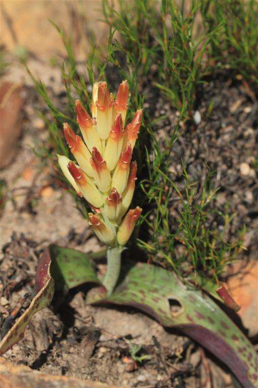 Image of Lachenalia marginata subsp. marginata