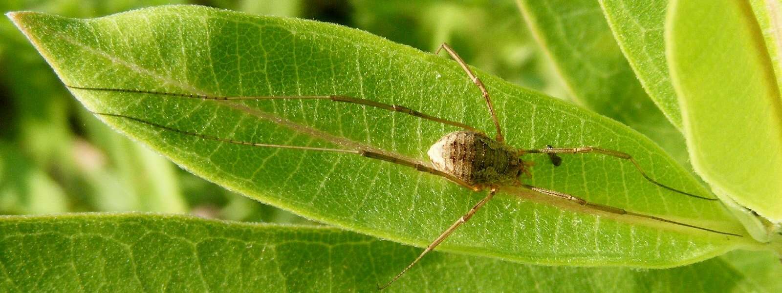 Image of Daddy longleg