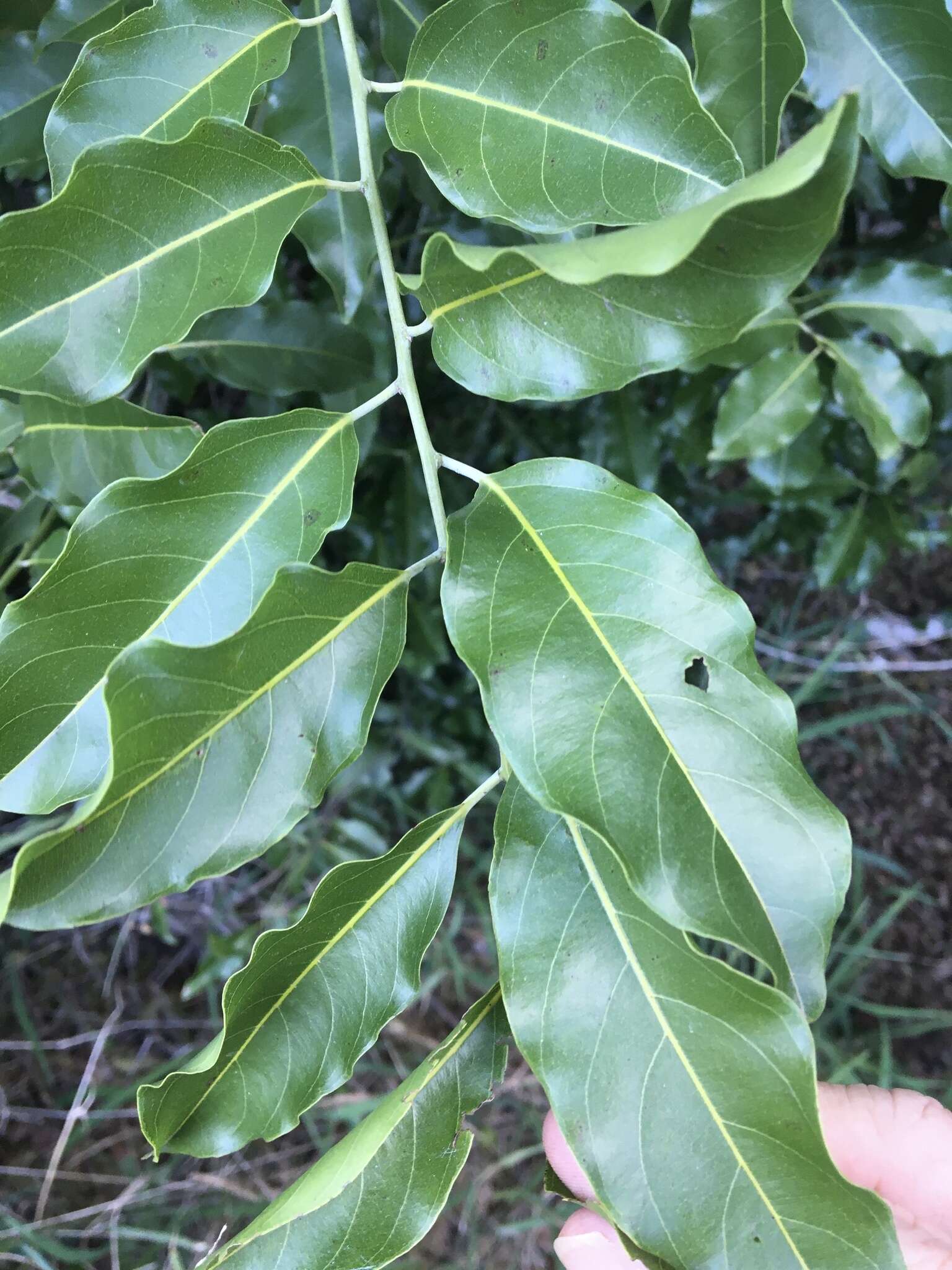 Image of Ventilago pubiflora Francis