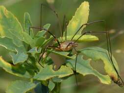 Image of Daddy longleg