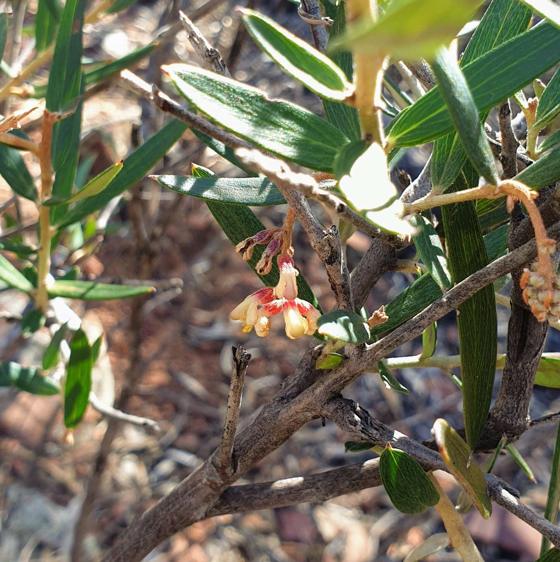 Image of Grevillea aspera R. Br.