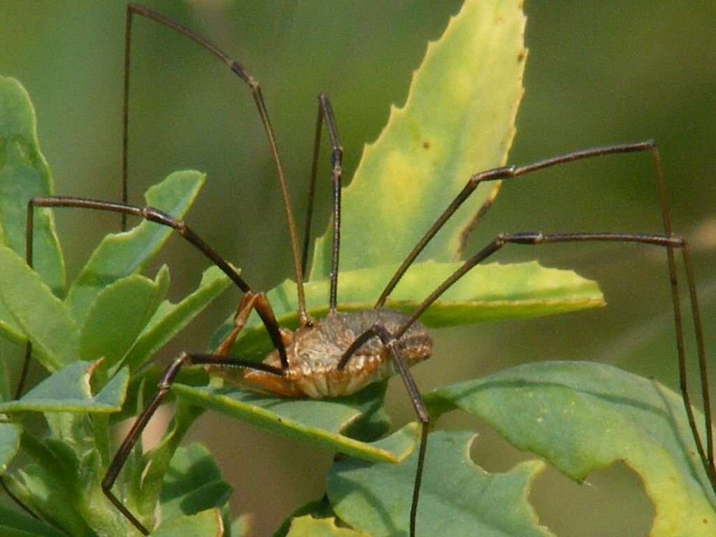 Image of Daddy longleg