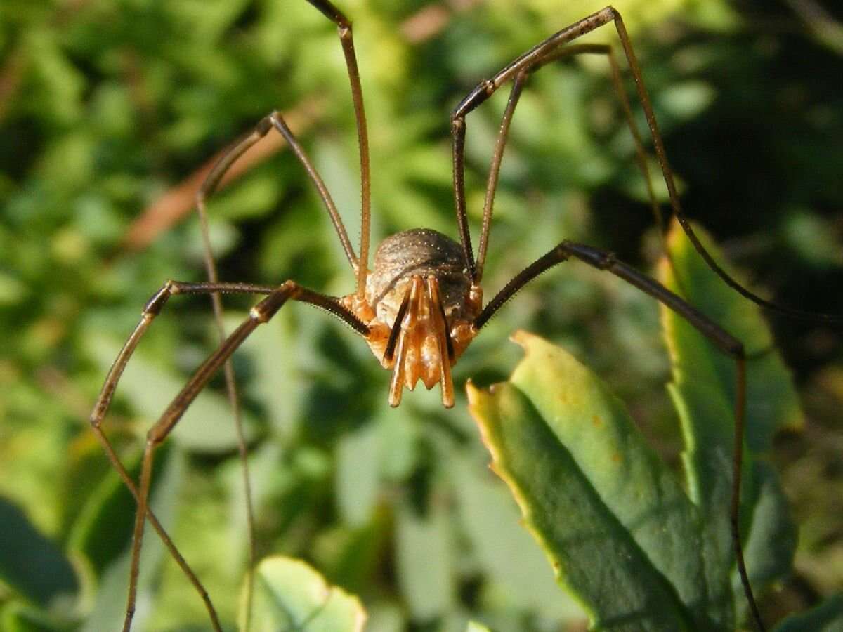 Image of Daddy longleg