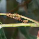 Image of Campion callosus Lambkin 1986