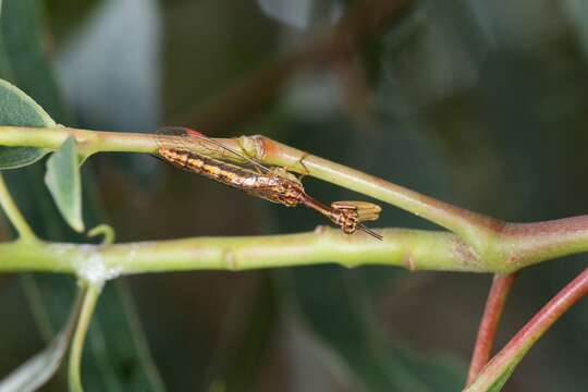 Image of Campion callosus Lambkin 1986