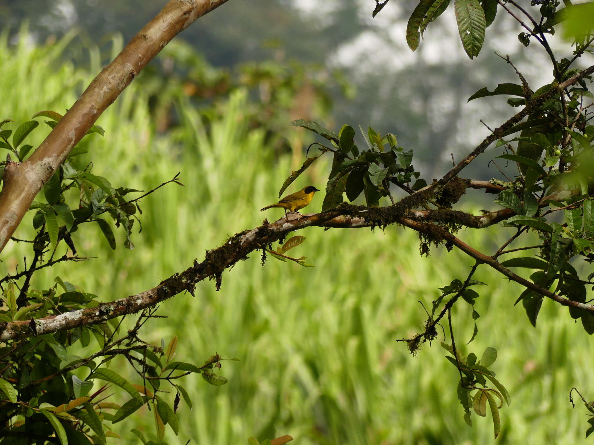 Image of Olive-crowned Yellowthroat