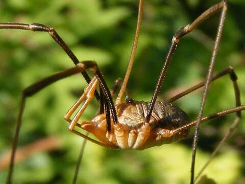 Image of Daddy longleg