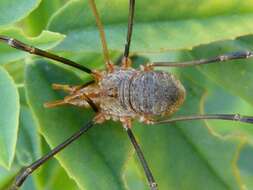 Image of Daddy longleg