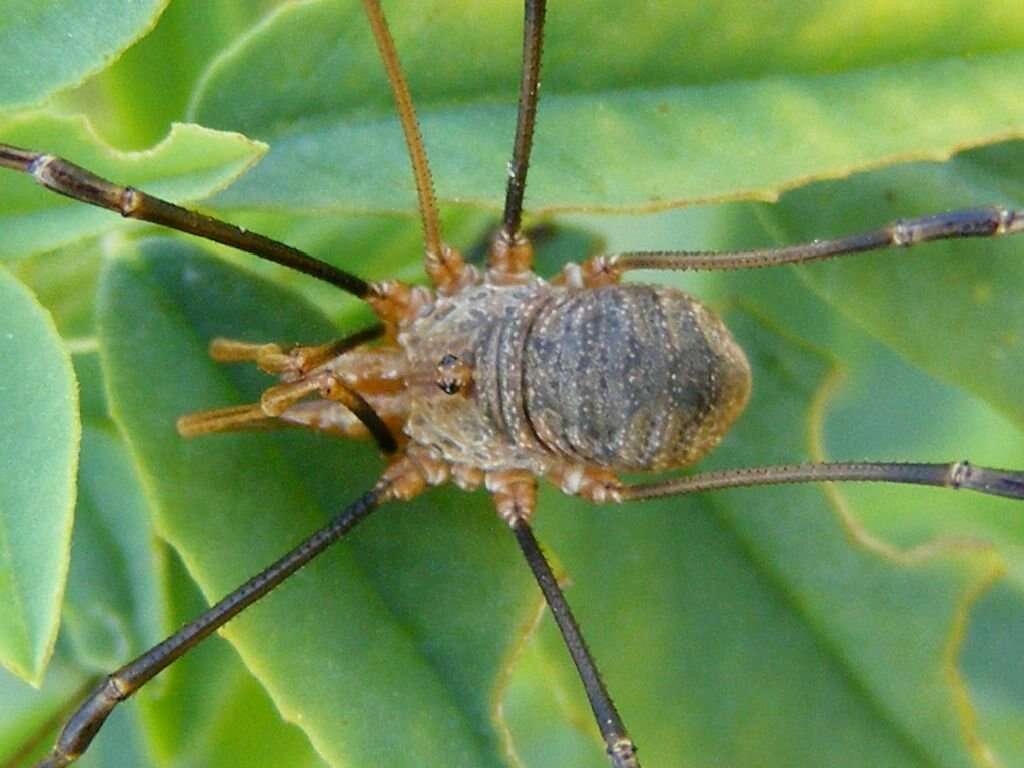 Image of Daddy longleg