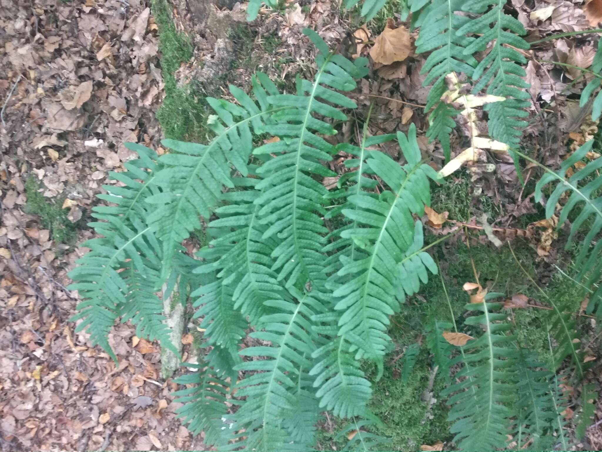 Image of Polypodium interjectum Shivas