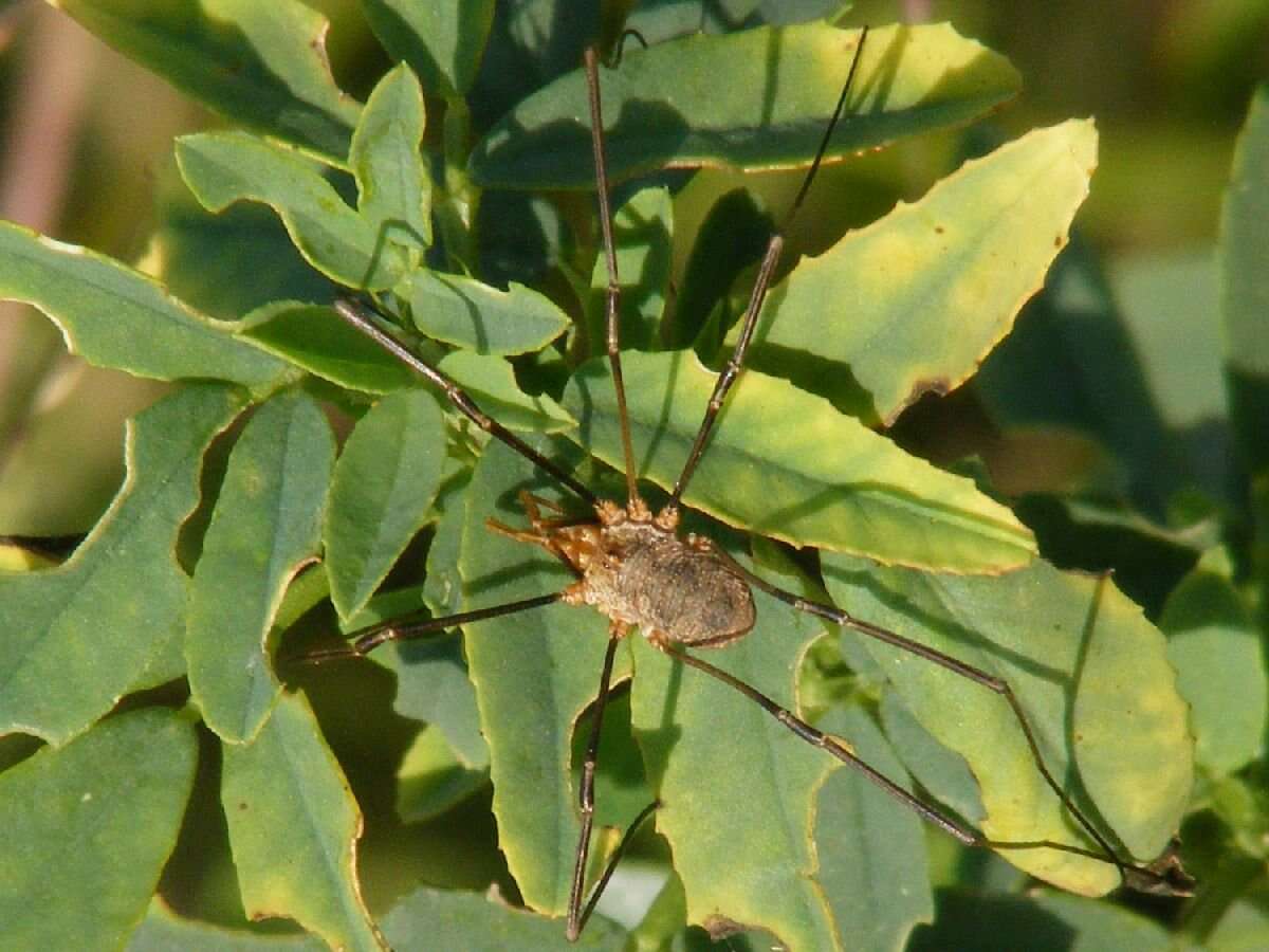 Image of Daddy longleg