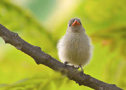 Image of Pale-billed Flowerpecker