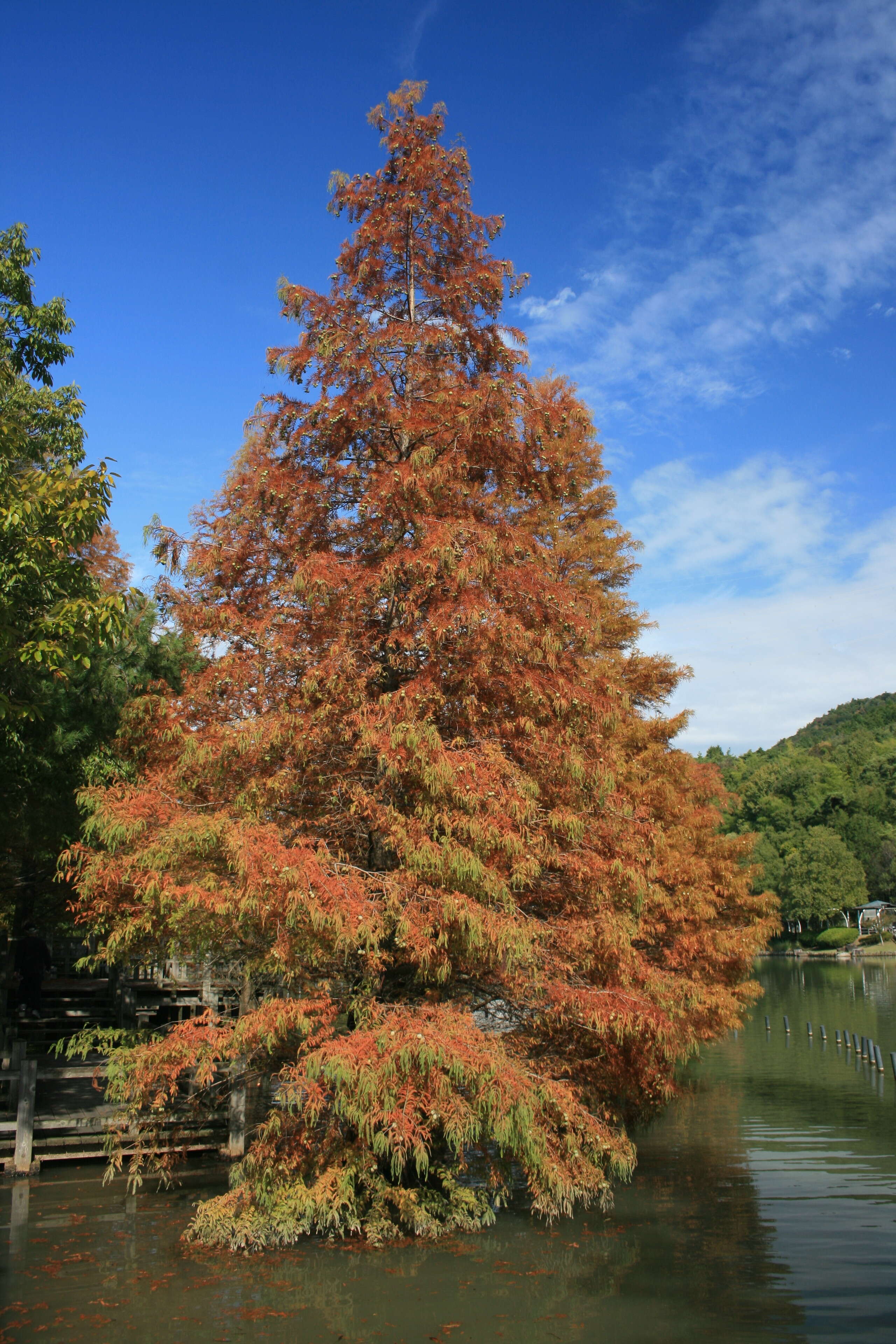 Image of dawn redwood