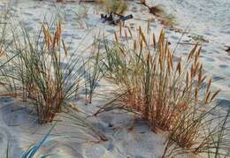 Image of European beachgrass