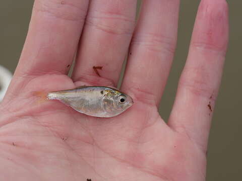 Image de Menhaden écailleux