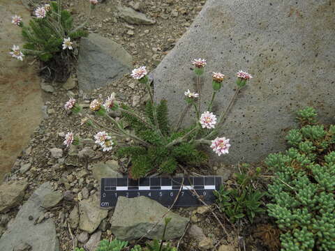 Leucheria millefolium Dusen & Skottsb. resmi