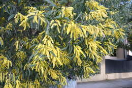 صورة Acacia binervia (J. C. Wendl.) J. F. Macbr.