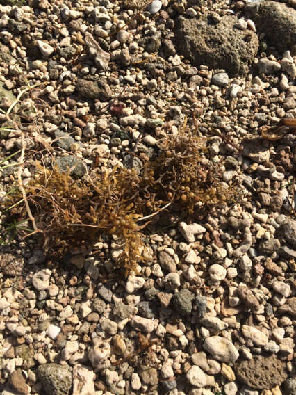 Слика од Sargassum natans