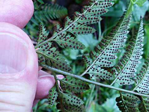 Image of East Indian hollyfern