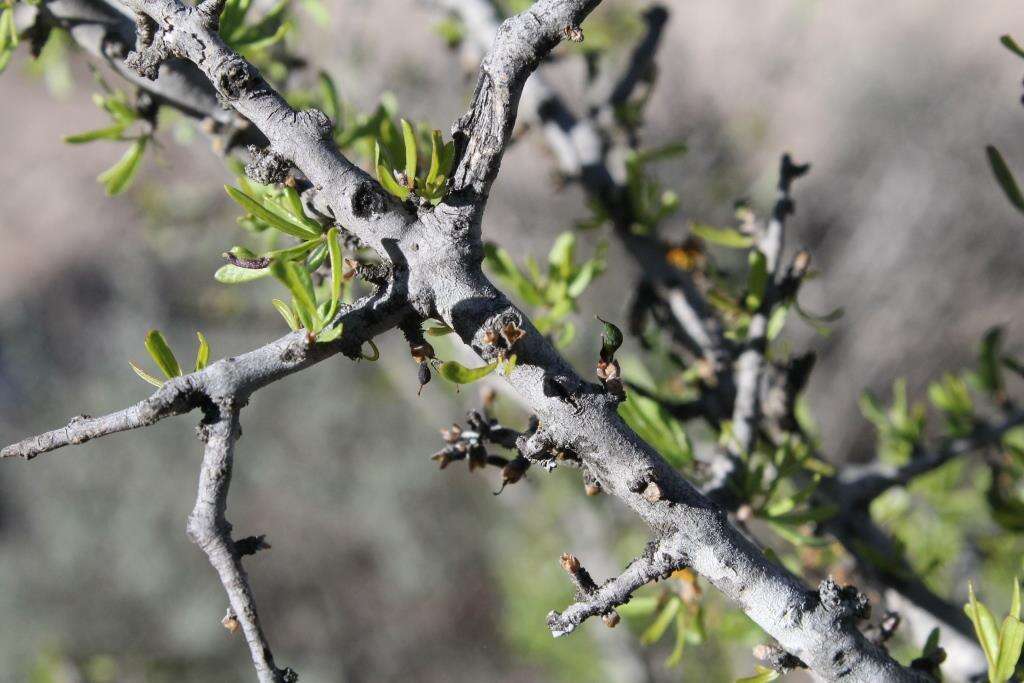 Imagem de Citharexylum brachyanthum (A. Gray ex Hemsl.) A. Gray