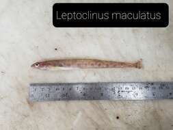 Leptoclinus的圖片