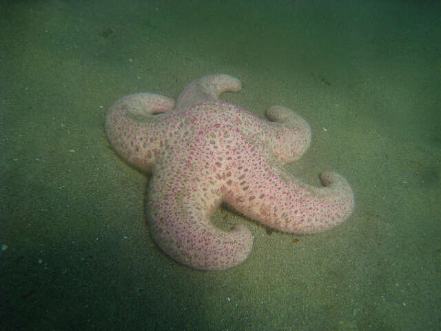 Image of Giant Pink Sea Star