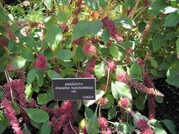 Plancia ëd Amaranthus hypochondriacus L.