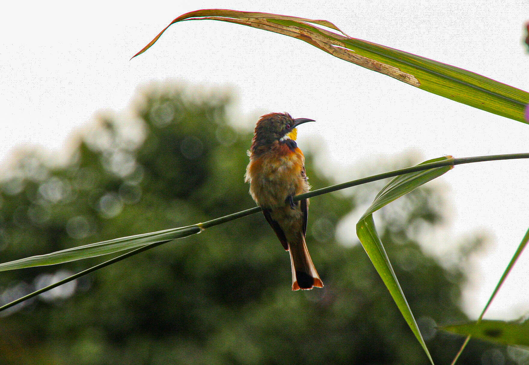 Image of Blue-breasted Bee-eater