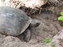 Image of (Florida) Gopher Tortoise