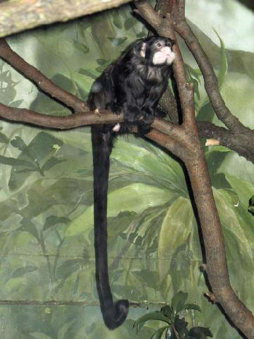 Image of Black-chested Mustached Tamarin
