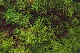 Image of Dacrydium