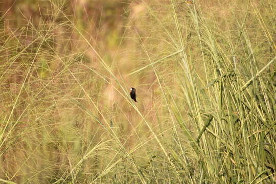 Image of Large-billed Seed Finch