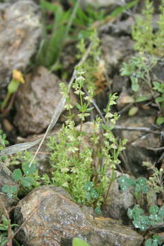 Plancia ëd Callipeltis cucullaris (L.) DC.