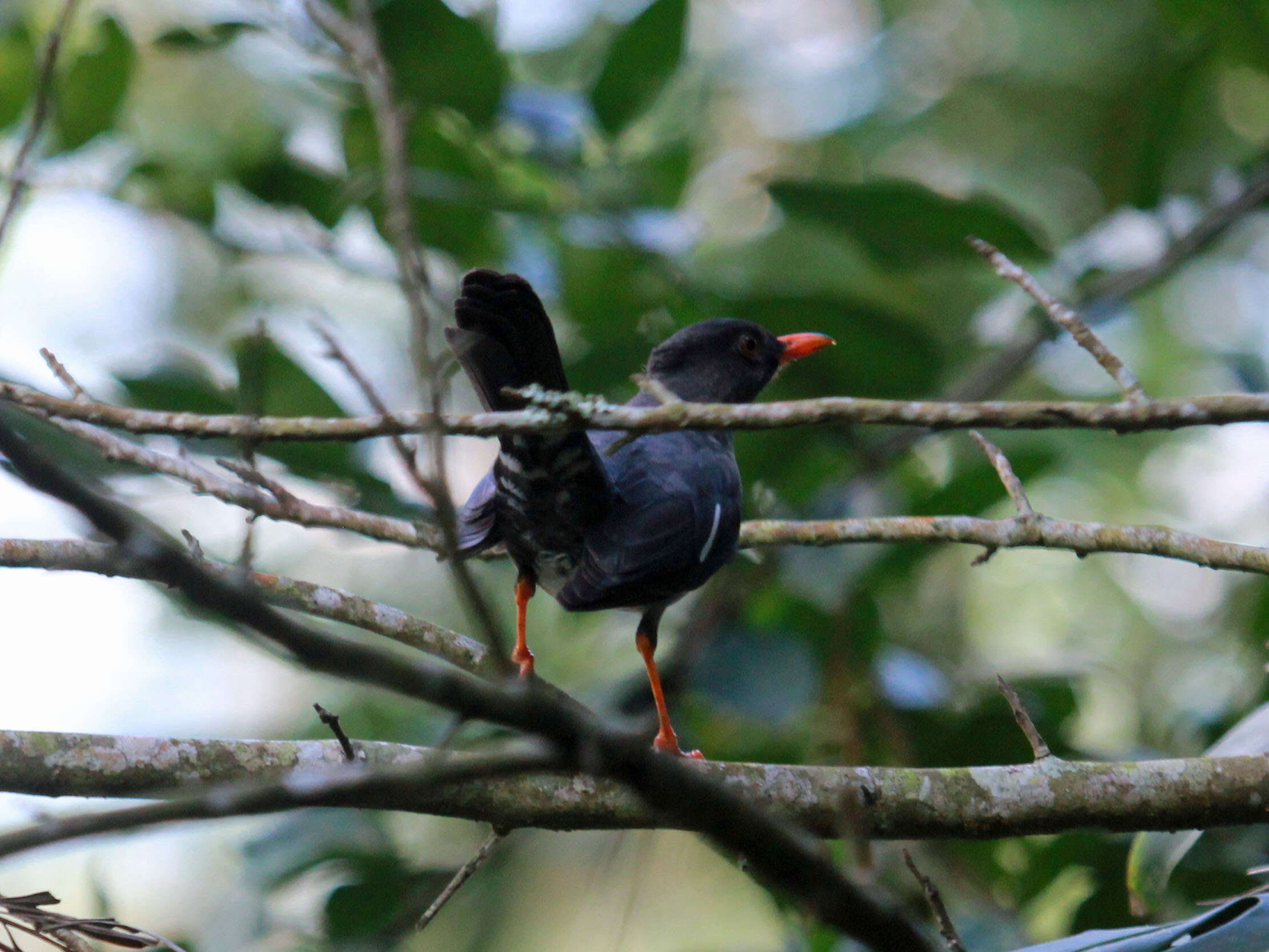 Image of White-chinned Thrush