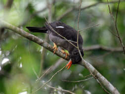 Image of White-chinned Thrush