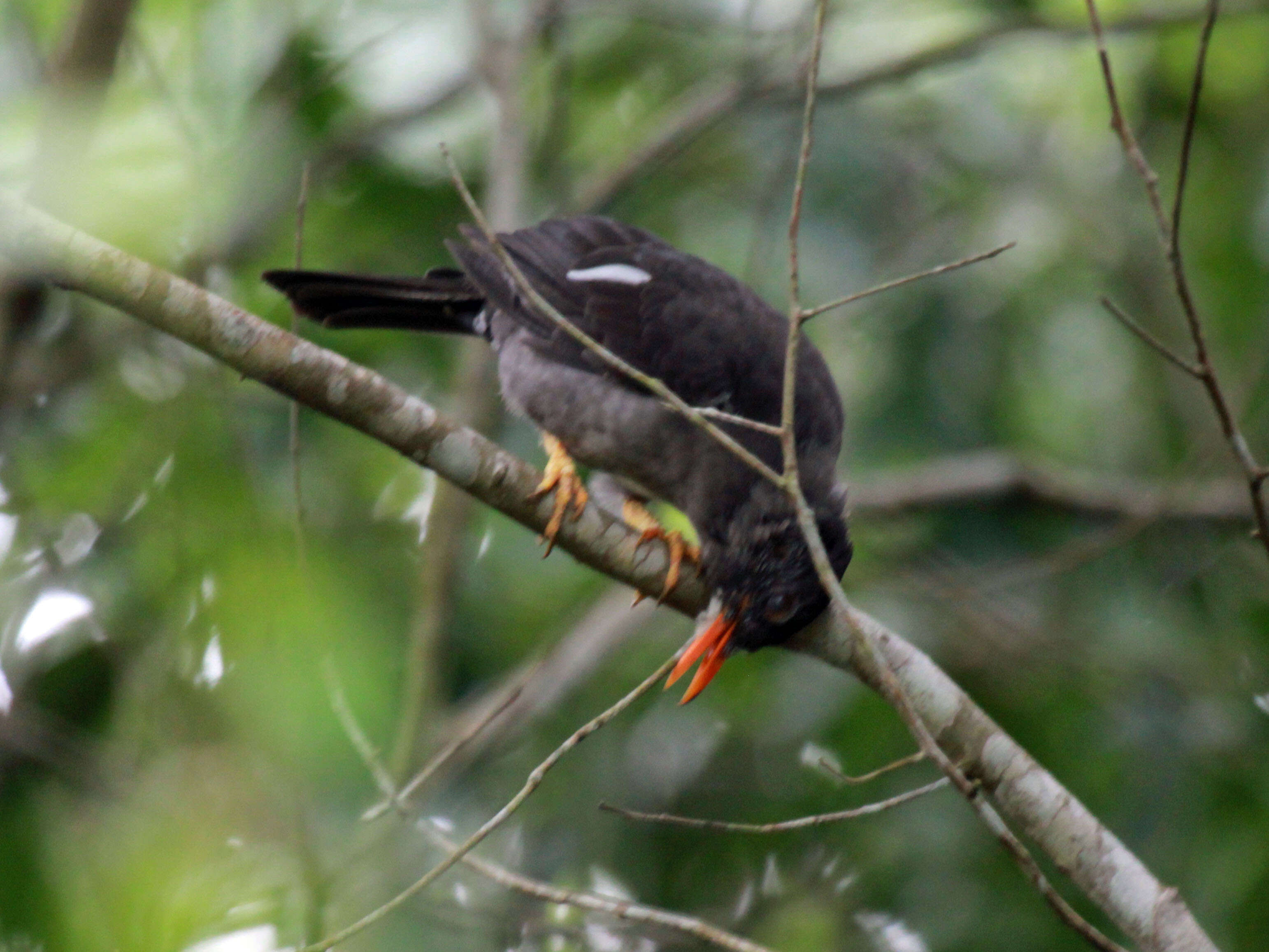 Image of White-chinned Thrush