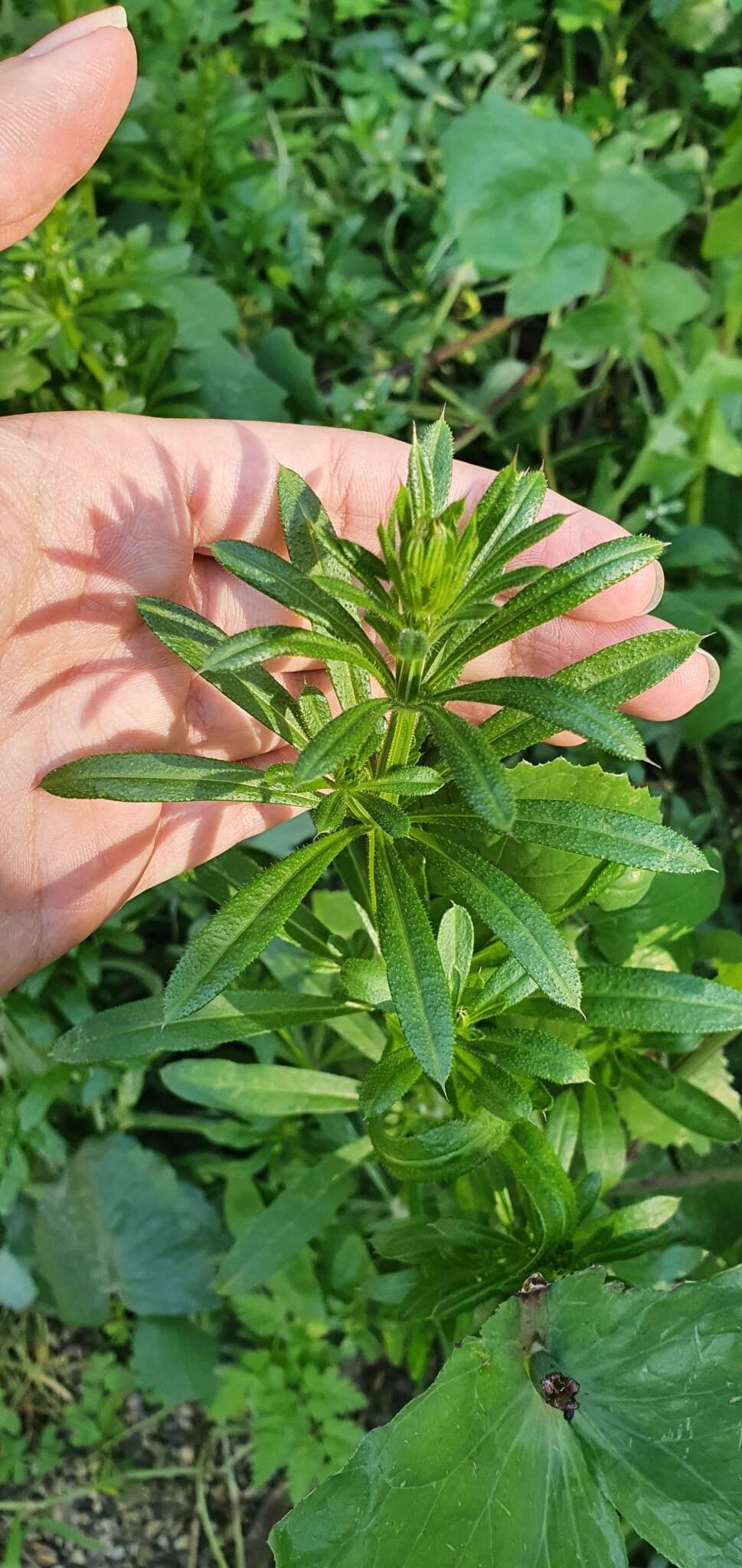 Sivun <i>Galium <i>aparine</i></i> var. aparine kuva